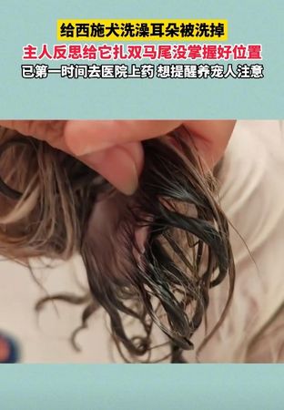 ▲西施犬洗澡，耳朵掉落。（圖／翻攝自網易）
