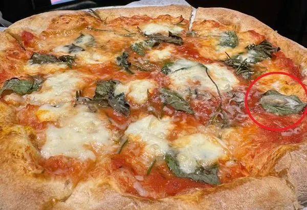 ▲小紐約披薩毛毛蟲。（圖／民眾提供）