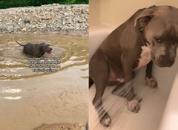 ▲美國比特犬「嗨玩泥水」超快樂　進浴缸洗澡就一臉哀怨。（圖／翻攝自TikTok／@all_deez_animals）