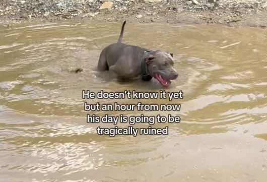 ▲美國比特犬「嗨玩泥水」超快樂　進浴缸洗澡就一臉哀怨。（圖／翻攝自TikTok／@all_deez_animals）