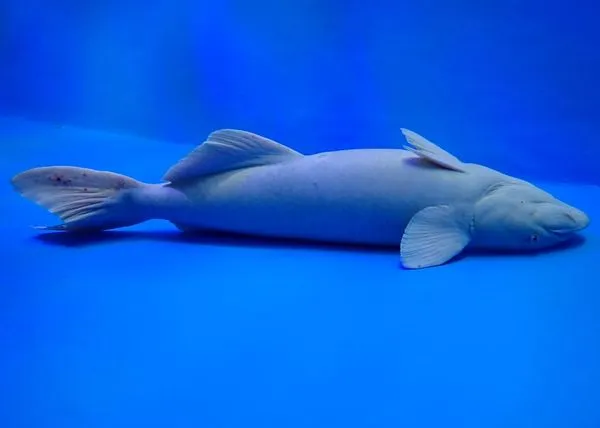 ▲水族館鮣魚「翻肚朝天」一動不動　館方急解釋沒死目前在減肥。（圖／翻攝自X／@uozuaquarium）