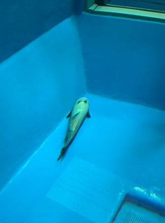▲水族館鮣魚「翻肚朝天」一動不動　館方急解釋沒死目前在減肥。（圖／翻攝自X／@uozuaquarium）