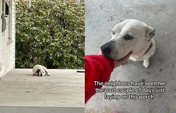 主人早就搬走　女滑臉書發現「狗狗每天守在空屋」開車帶牠回家。（合成圖／翻攝自Facebook與TikTok）