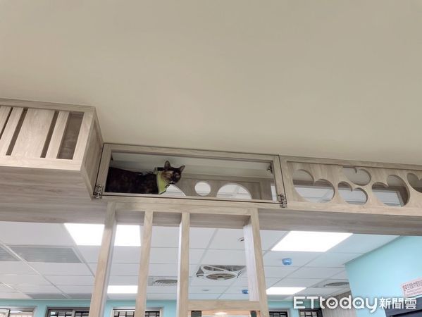 ▲▼貓咪空中走廊！新北市政府推友善動物空間 療癒員工也吸睛。（圖／翻攝新北市政府動物保護防疫處）