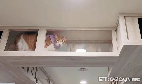 ▲▼貓咪空中走廊！新北市政府推友善動物空間 療癒員工也吸睛。（圖／翻攝新北市政府動物保護防疫處）