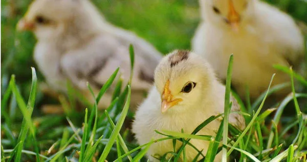 中國安徽省蚌埠市1名老翁在網購平台誤買了550隻小雞，因活體動物不能退貨，只能開始他的養雞之路。（示意圖／pexels）