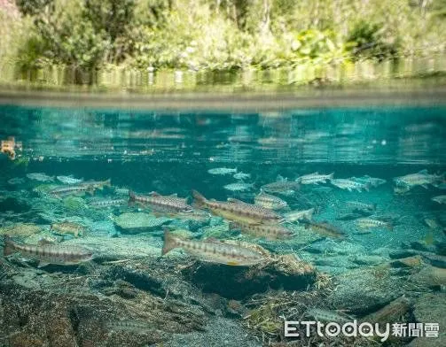 ▲雪霸國家公園管理處在七家灣溪架設水底攝影機即時影像直播系統，民眾透過手機等行動裝置，可即時觀賞櫻花鉤吻鮭悠游的畫面，享受虛實整合的自然體驗。（圖／雪霸國家公園管理處提供）