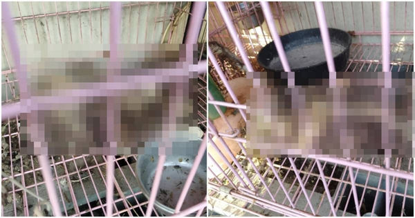 3貓死籠內成白骨！飼主：生病沒就醫　網全怒了：人渣