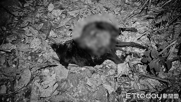 花蓮黑熊掠殺雞隻啃食4犬　獵捕小組開槍擊中！傷重安樂死