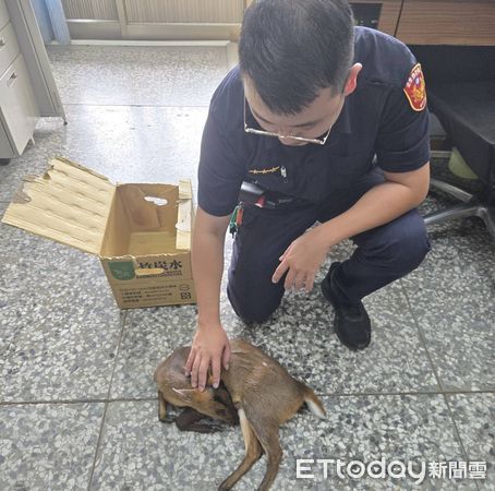 ▲山羌誤闖道路受傷，員警即刻救援。（圖／記者楊漢聲翻攝）