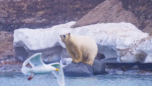 ▲《守護我們的星球》北極熊站在海冰之上、成群結隊的國王企鵝排排站模樣十分可愛。（圖／東森電視提供）