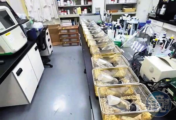 上百隻老鼠被混養在滿是儀器及化學藥物的實驗室，差點全被安樂死。（讀者提供）