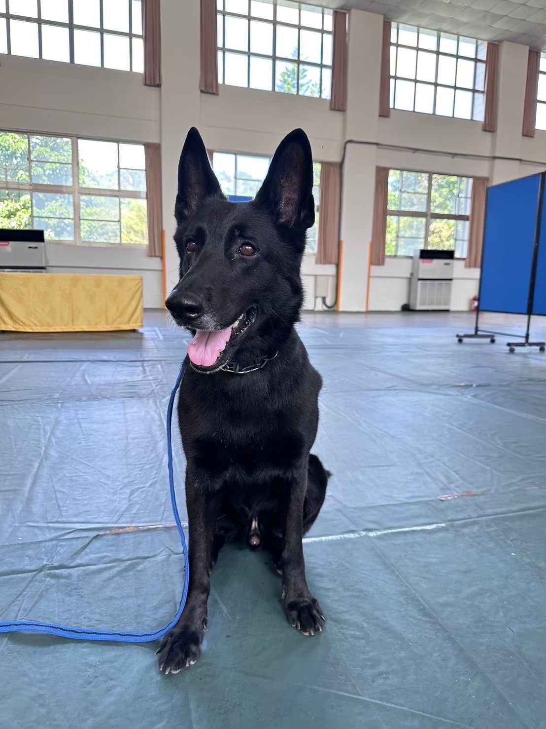 ▲▼偵搜犬「鐵諾」，在4月17日生涯最後一次勤務，執行國際郵輪泊靠花蓮港安全檢查任務將榮退。（圖／海巡東部分署提供，下同）