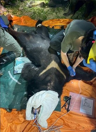 台灣黑熊吃家犬遭槍殺。（圖／林業及自然保育署提供）