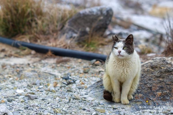 ▲▼【日本長崎景點】雲仙地獄：溫泉貓咪、地獄茶屋美食和交通推薦。（圖／部落客陳小可的吃喝玩樂授權提供）