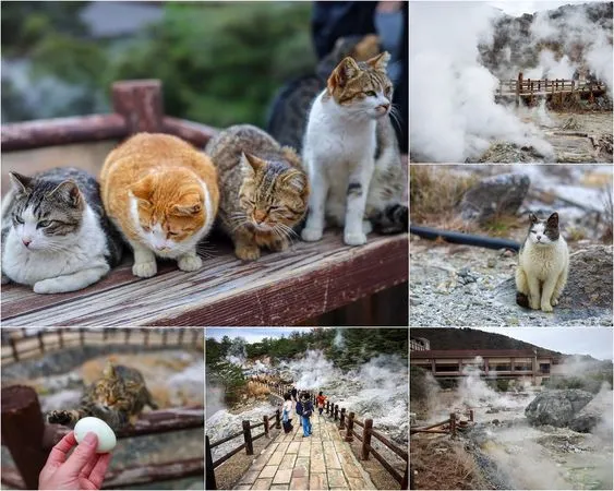 ▲▼【日本長崎景點】雲仙地獄：溫泉貓咪、地獄茶屋美食和交通推薦。（圖／部落客陳小可的吃喝玩樂授權提供）