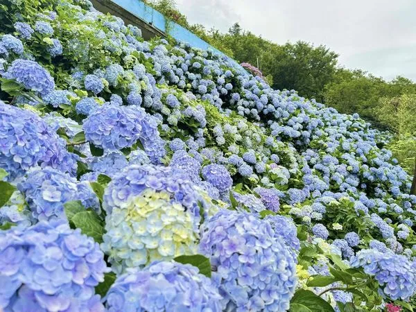 ▲高家繡球花田去年盛開照。（圖／翻攝自Facebook／高家繡球花田）