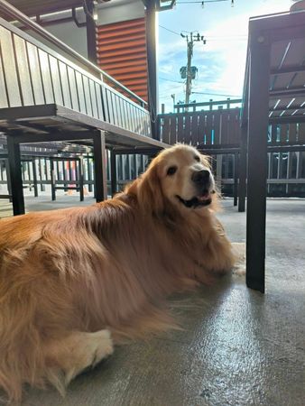 黃金獵犬咘咘。（圖／咘咘媽媽提供）