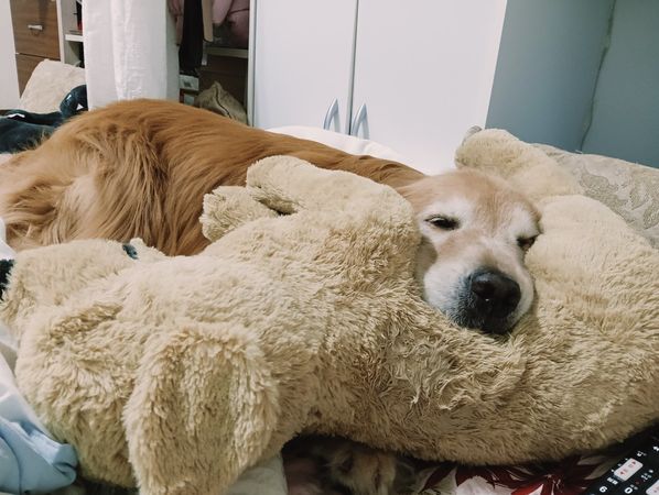 黃金獵犬咘咘。（圖／咘咘媽媽提供）