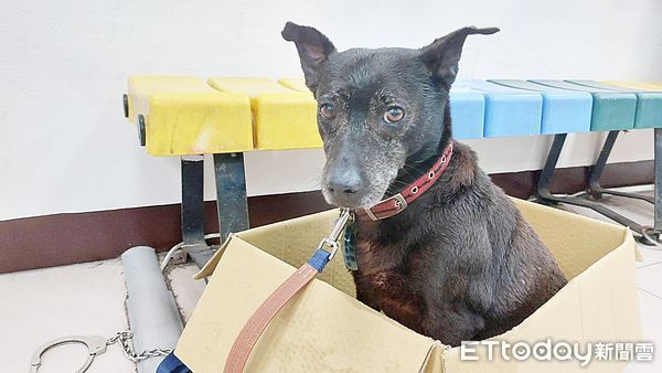 ▲今天上午桃園地區雷雨交加，一隻黑狗被陣陣閃電嚇傻衝進桃園區永安路上某家中醫診所嚇壞護士，桃園警分局督察組巡官黃培樺將黑狗裝入紙箱。（圖／記者沈繼昌翻攝）
