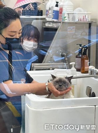 ▲布偶貓洗澡「狂喵抗議」超大聲　旁觀奴才認證：罵得很難聽。（圖／IG@_hanamiru_提供，請勿隨意翻拍，以免侵權。）