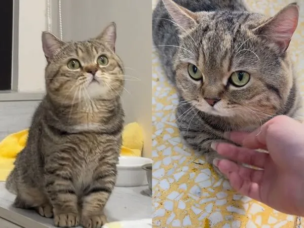 ▲▼迪化街元信蔘藥行的店貓「喵喵」爆紅網路，近日開設IG了。（圖／翻攝自IG／meow_meow_140）