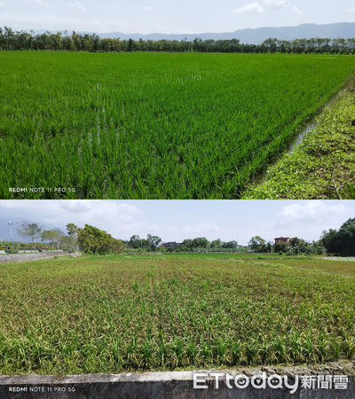 ▲▼花蓮一期水稻已進入分蘗盛期，四月中旬中南區田間已可見「葉稻熱病」及「白葉枯病」發生。（圖／花蓮縣政府提供，下同）