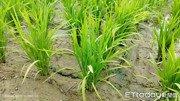 ▲▼花蓮一期水稻已進入分蘗盛期，四月中旬中南區田間已可見「葉稻熱病」及「白葉枯病」發生。（圖／花蓮縣政府提供，下同）