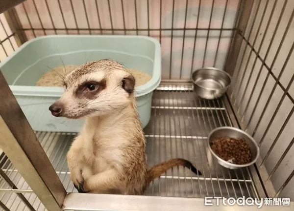 ▲三芝「真實版丁滿」街頭迷航　動保處帶回安置協尋飼主。（圖／新北市動保處提供）