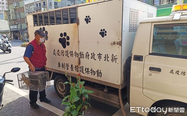 ▲三芝「真實版丁滿」街頭迷航　動保處帶回安置協尋飼主。（圖／新北市動保處提供）