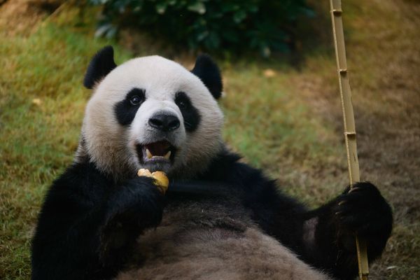 ▲香港海洋公園。（圖／香港海洋公園提供）