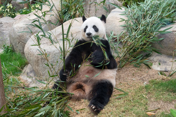 ▲香港海洋公園。（圖／香港海洋公園提供）