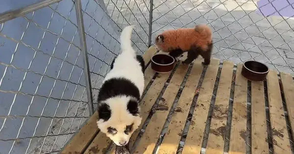 安徽省蚌埠市張公山動物園出現4隻「貓熊」，其實是小狗染色假扮。（圖／翻攝自澎湃新聞）
