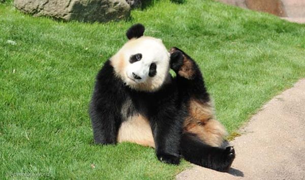 大貓熊結濱（8歲）。（翻攝冒險大世界遊樂園官網）