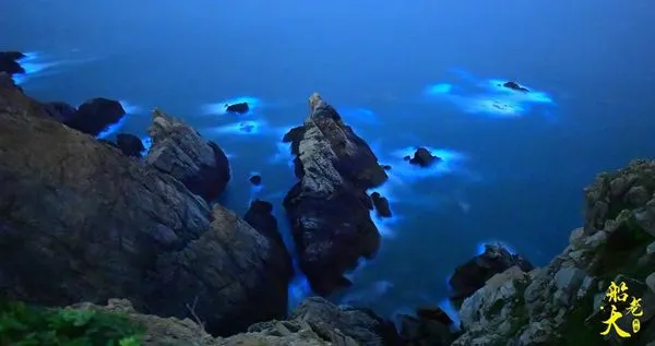 ▲▼馬祖藍眼淚。（圖／東莒船老大民速提供）