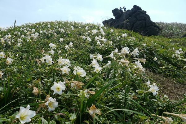 ▲野百合已在麟山鼻步道、富貴角燈塔步道等6處綻放。（圖／翻攝自Facebook／北觀粉絲團-幸福北海岸）