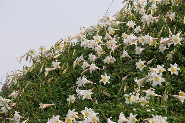 ▲野百合已在麟山鼻步道、富貴角燈塔步道等6處綻放。（圖／翻攝自Facebook／北觀粉絲團-幸福北海岸）
