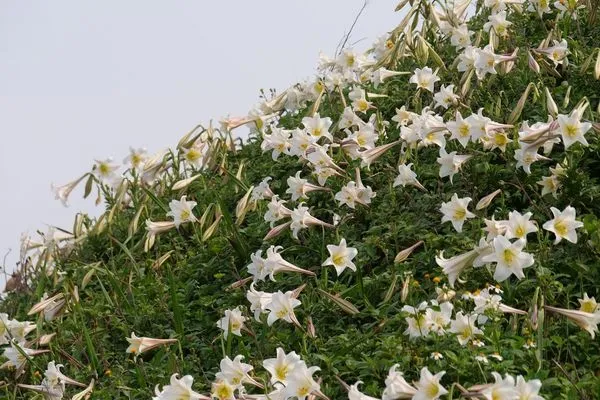 ▲野百合已在麟山鼻步道、富貴角燈塔步道等6處綻放。（圖／翻攝自Facebook／北觀粉絲團-幸福北海岸）