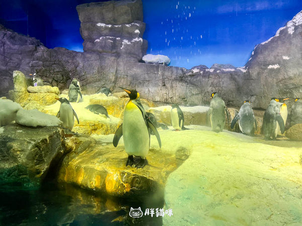 ▲▼【大阪雨天景點推薦】大阪海遊館：全世界最大的水槽，非去不可的3大理由！。（圖／部落客胖貓咪的奇幻旅程授權提供）