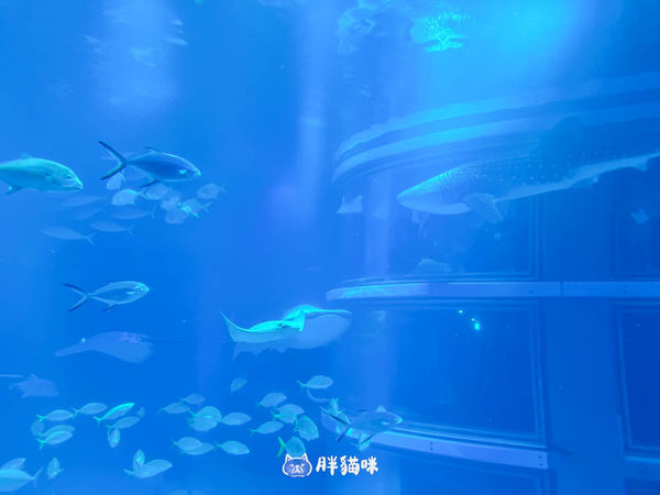 ▲▼【大阪雨天景點推薦】大阪海遊館：全世界最大的水槽，非去不可的3大理由！。（圖／部落客胖貓咪的奇幻旅程授權提供）