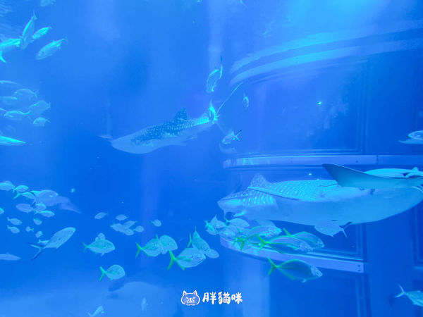 ▲▼【大阪雨天景點推薦】大阪海遊館：全世界最大的水槽，非去不可的3大理由！。（圖／部落客胖貓咪的奇幻旅程授權提供）