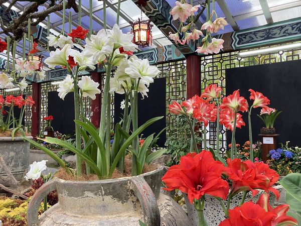 ▲2025士林官邸孤挺花展。（圖／公園處提供）