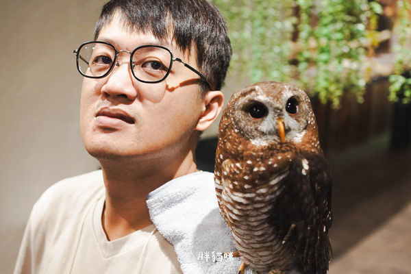 ▲▼日本旅遊推薦：台灣體驗不到！大阪必訪貓頭鷹咖啡廳Chouette完整攻略，近距離互動萌到炸。（圖／部落客胖貓咪的奇幻旅程授權提供）