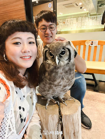 ▲▼日本旅遊推薦：台灣體驗不到！大阪必訪貓頭鷹咖啡廳Chouette完整攻略，近距離互動萌到炸。（圖／部落客胖貓咪的奇幻旅程授權提供）