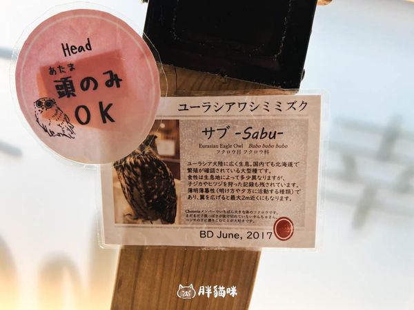 ▲▼日本旅遊推薦：台灣體驗不到！大阪必訪貓頭鷹咖啡廳Chouette完整攻略，近距離互動萌到炸。（圖／部落客胖貓咪的奇幻旅程授權提供）