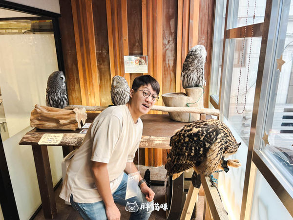 ▲▼日本旅遊推薦：台灣體驗不到！大阪必訪貓頭鷹咖啡廳Chouette完整攻略，近距離互動萌到炸。（圖／部落客胖貓咪的奇幻旅程授權提供）