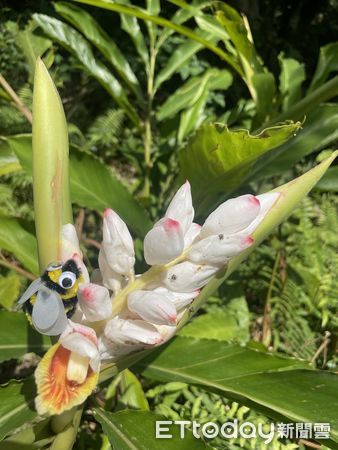 ▲▼活動帶領親子利用夏日民俗植物，手作沐浴包與香草掛飾。（圖／花蓮分署提供，下同）