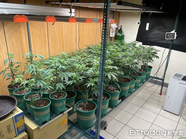 ▲陳男來台當看護工嫌收入過低，與同鄉種植大麻販售獲利。（圖／記者陸運陞翻攝）
