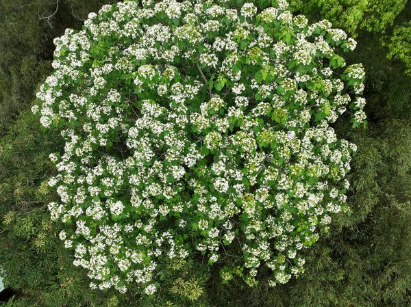 ▲新竹縣交旅處整理出17處桐花景點。（圖／新竹縣交旅處提供）