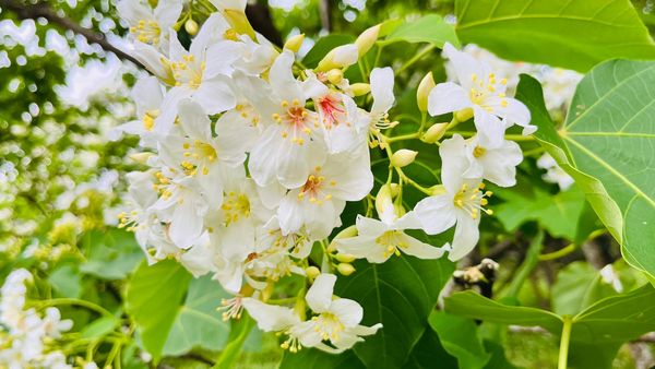 ▲新竹縣交旅處整理出17處桐花景點。（圖／新竹縣交旅處提供）